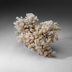 Genuine Cat's Paw Coral