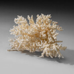 Genuine White Branch Coral