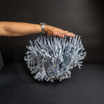 Genuine Blue Ridge Coral