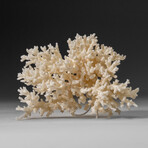 Genuine White Branch Coral