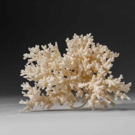 Genuine White Branch Coral