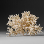 Genuine White Branch Coral