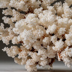 Genuine Cat's Paw Coral
