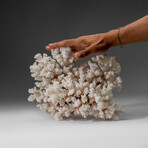 Genuine Cat's Paw Coral