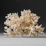 Genuine White Branch Coral