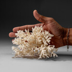 Genuine White Branch Coral