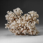 Genuine Cat's Paw Coral