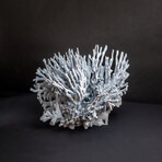 Genuine Blue Ridge Coral