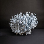 Genuine Blue Ridge Coral