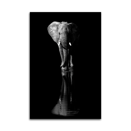 Elephant Print on Acrylic by Jie Fischer (16"H x 24"W x 0.25"D)