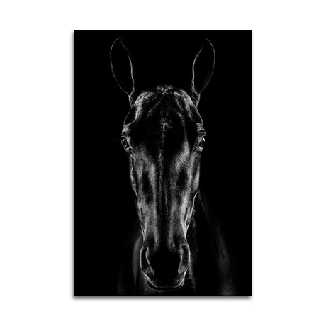 The Horse In Noir Print on Acrylic by Jackson Carvalho (16"H x 24"W x 0.25"D)
