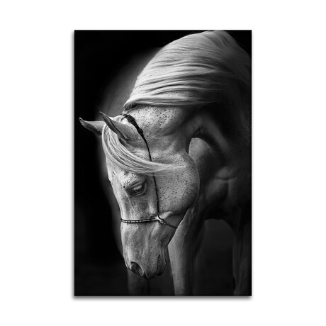 White Stallion Print on Acrylic by Ulrike Leinemann (16"H x 24"W x 0.25"D)