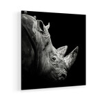 Rhino Print on Acrylic by Christian Meermann (24"H x 24"W x 0.25"D)