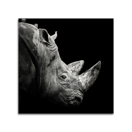 Rhino Print on Acrylic by Christian Meermann (24"H x 24"W x 0.25"D)