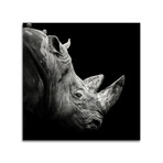Rhino Print on Acrylic by Christian Meermann (24"H x 24"W x 0.25"D)