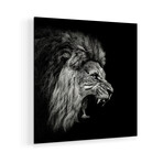 Roaring Lion #2 Print on Acrylic by Christian Meermann (24"H x 24"W x 0.25"D)