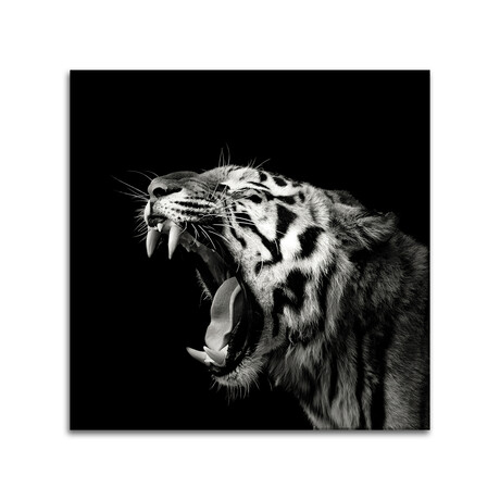Primal Yawn IV Print on Acrylic by Christian Meermann (24"H x 24"W x 0.25"D)
