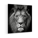 Stare Me Down #3 Print on Acrylic by Christian Meermann (24"H x 24"W x 0.25"D)