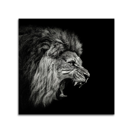 Roaring Lion #2 Print on Acrylic by Christian Meermann (24"H x 24"W x 0.25"D)