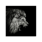Roaring Lion #2 Print on Acrylic by Christian Meermann (24"H x 24"W x 0.25"D)