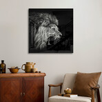 Roaring Lion #2 Print on Acrylic by Christian Meermann (24"H x 24"W x 0.25"D)