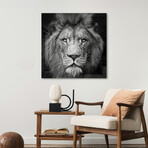Stare Me Down #3 Print on Acrylic by Christian Meermann (24"H x 24"W x 0.25"D)