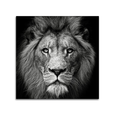 Stare Me Down #3 Print on Acrylic by Christian Meermann (24"H x 24"W x 0.25"D)