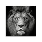 Stare Me Down #3 Print on Acrylic by Christian Meermann (24"H x 24"W x 0.25"D)