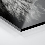 Roaring Lion #2 Print on Acrylic by Christian Meermann (24"H x 24"W x 0.25"D)