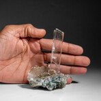 Gypsum Var. Selenite on Matrix from Rio Grande do Sul, Brazil