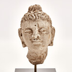 Indus Valley Head of Buddha // 4th - 5th Century AD