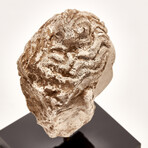 Indus Valley Head of Buddha // 4th - 5th Century AD