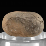 Teotihuacan Miniature Candelero // 200-600 AD