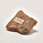 Pre-Columbian Michoacán Fragment // c. 200 BC Mexico