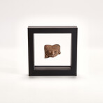 Pre-Columbian Michoacán Fragment // c. 200 BC Mexico