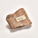 Pre-Columbian Michoacán Fragment // c. 200 BC Mexico