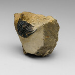 Genuine Hollardops Trilobite Fossil from Ofaten, Morocco