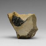 Genuine Hollardops Trilobite Fossil from Ofaten, Morocco