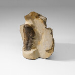 Genuine Crotalocephalina Trilobite in Matrix from Morocco