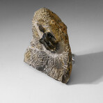 Psychopyge Trilobite on Matrix from Morocco