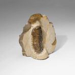 Genuine Crotalocephalina Trilobite in Matrix from Morocco