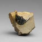 Genuine Hollardops Trilobite Fossil from Ofaten, Morocco