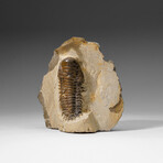 Genuine Crotalocephalina Trilobite in Matrix from Morocco