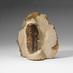 Genuine Crotalocephalina Trilobite in Matrix from Morocco