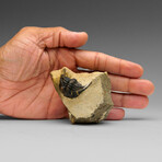 Genuine Hollardops Trilobite Fossil from Ofaten, Morocco