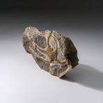 Genuine Ophiuroidea Brittle Star Fossil // v1