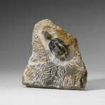 Psychopyge Trilobite on Matrix from Morocco