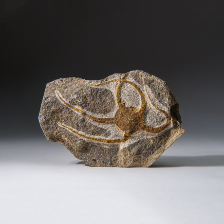 Genuine Ophiuroidea Brittle Star Fossil // v1