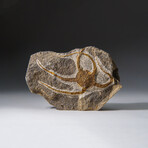 Genuine Ophiuroidea Brittle Star Fossil // v1