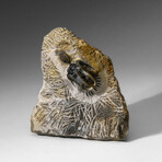 Psychopyge Trilobite on Matrix from Morocco